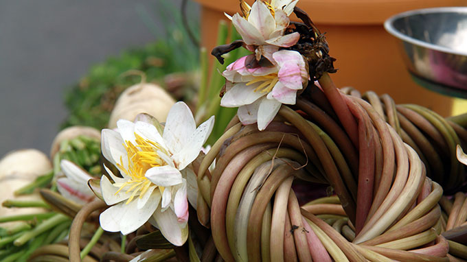 [-]Ngây[-]ngất[-]mùa[-]hoa[-]súng[-]miền[-]Tây